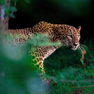 The Sri Lankan leopard is a subspecies of leopard found only in Sri Lanka, a small island nation located in the Indian Ocean. It is one of the eight subspecies of leopard found around the world.